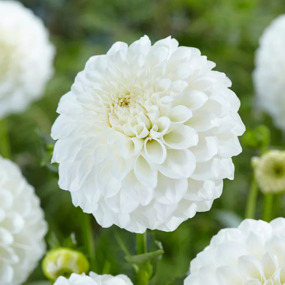 Dahlia Boom Boom White Flower 3 Bulbs - £18.19 GBP