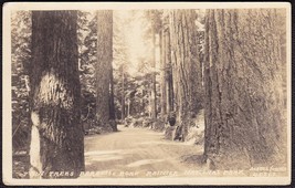 Rainier National Park, Asahel Curtis RPPC 1922 - Twin Trees Paradise Road - $13.75