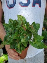 LIVE PLANT Syngonium Nephthytis Arrowhead ~ evergreen~houseplant 4&quot; Pot - £16.03 GBP