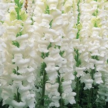 50 Snapdragon Seeds Snapdragon Opus Early White Cut Flower Seeds Fresh S... - $17.94