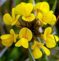Birds Foot Trefoil Seeds Crow&#39;S Toes Heirloom Ground Cover Seeds 500Ct - £5.25 GBP