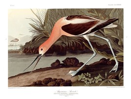 Giclee Oil Painting John James Audub American Avocet - £7.58 GBP+