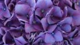 75 Seeds Packet Hydrangea Seeds - Fragrant Style 23 - $11.98