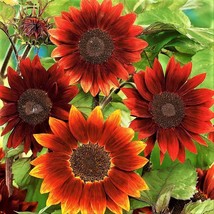 25 Seeds Sunflower Seeds Rouge Royale  - £10.22 GBP