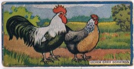 Cowan Co Toronto Card Silver Gray Dorkings Chicken Series - £7.78 GBP