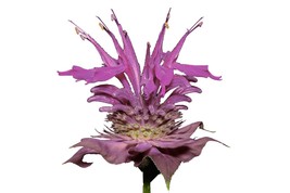 600 Seeds Bergamot Wild Bee Balm Perennial Culinary Fresh Seeds - $4.98