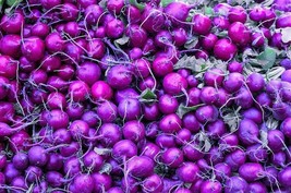 300 pcs Purple Plum Radish Raphanus Sativus White Flesh Root Vegetable Seeds - £7.04 GBP
