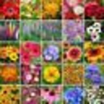 500 Seeds Wildflower Mix SOUTHWEST Regional 25 Species w/ Perennials Non-GMO New - £9.48 GBP