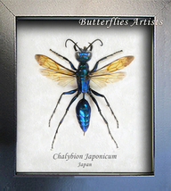 Chalybion Japonicum Metallic Blue Green King Wasps XL RARE Entomology Shadowbox - £160.04 GBP