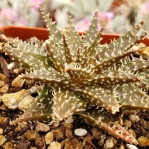 Cacti Aloe pepe cactus Succulent real live plant - £27.49 GBP
