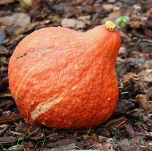 New Fresh Seeds Golden Hubbard Squash Winter Red Kuri Kabocha Ambercup Pumpkin - $9.90