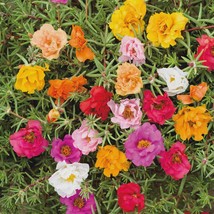 Moss Rose, Portulaca Double Mix, 500 Seeds Free Shipping - $75.58 MXN