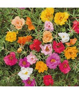 Moss Rose, Portulaca Double Mix, 500 Seeds Free Shipping - $76.02 MXN