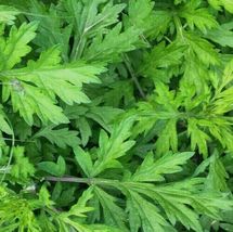 8 Plants Mugwort Artemisia Argyi Wormwood Herb  - £25.85 GBP