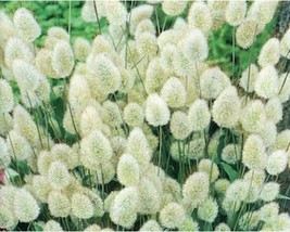 100+ Bunny Tails Lagurus Ovatus Flower Seeds A493 A494 Fresh - £8.16 GBP