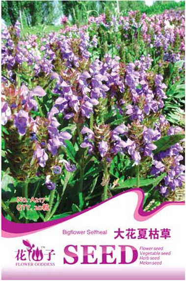 Prunella Herb Plant Seeds 20 Seeds Garden - $2.96