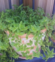 Callisia Cordifolia Green Trailing Wandering Jew Flowering Inch Plant - ... - $17.00