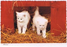 Postcard Two White Kittens In Straw - $2.96