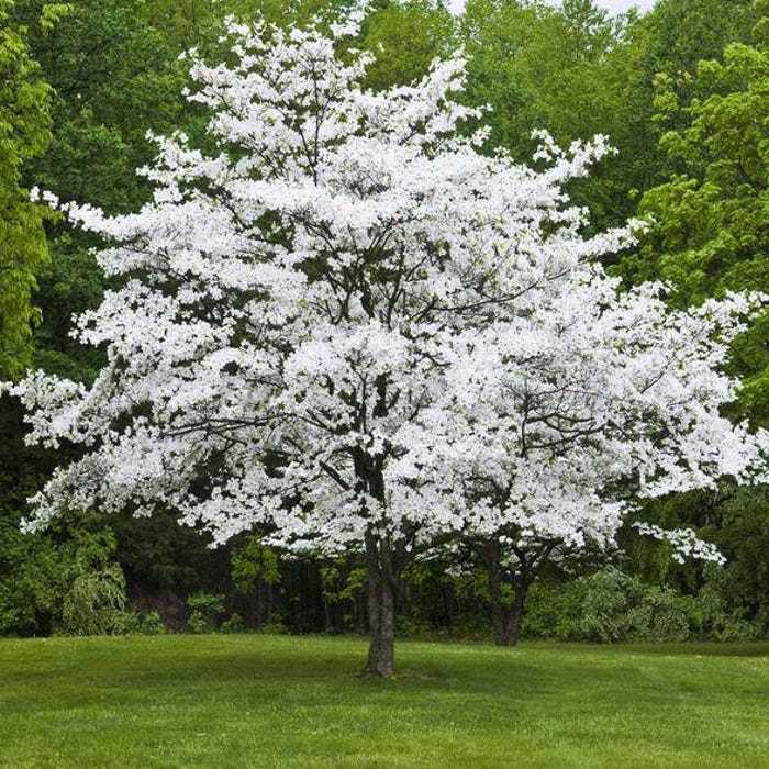 Cherokee White Princess Dogwood Tree Cornus Florida Bareroot USA Gardeni... - $44.98