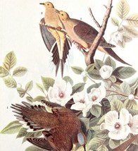Mourning Dove Bird 1946 Color Art Print John James Audubon Nature DWV2G - $39.99