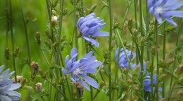 SRN Chicory Seeds 1 Ounce Italian Dandelion Non-Gmo Deer Plot Coffee Wee... - $7.75