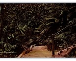 Pathway To Katoomba Falls Blue Mountains National Park Australia DB Post... - £4.73 GBP