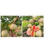 Guayaba Ruby suprema grande de Psidium Guajava Guava - $153.16 CAD