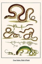 Grass Snakes, Skink &amp; Heath by Albertus Seba - Art Print - $21.99+