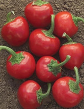 100 Seeds Large Red Hot Cherry Pepper Seedsgarden Beautiful USA Seller - £18.11 GBP