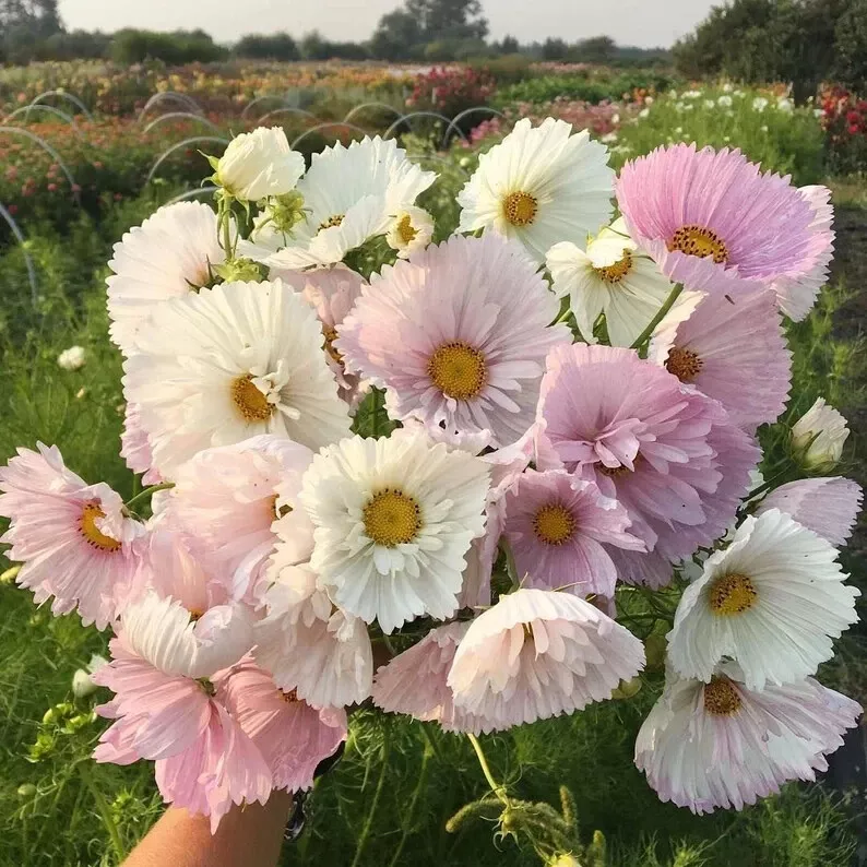 200+ Beautyiful Cupcake Blush Cosmos Seeds for Garden Planting  - $6.45