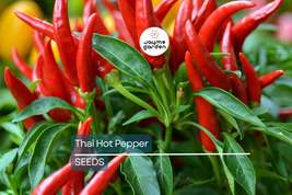 Thai Hot Pepper Seeds | Heirloom, Non-GMO | 50,000-100,000 Scoville| USD... - $4.99+