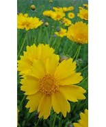 Coreopsis, Lanceleaf flower seeds, Beautiful golden-yellow blooms. - £3.18 GBP