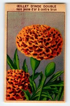 1920&#39;s Flower Seed Art Print OEILLET D&#39;INDE Lithograph Original Vintage Unused - £8.56 GBP