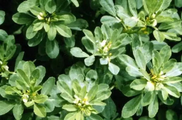 Top Seller 300 Fenugreek Trigonella Foenum Graecum Herb Flower Seeds - £11.44 GBP