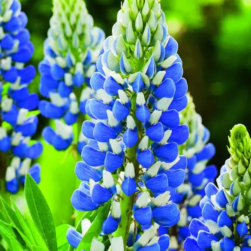 Texas Blue Lupin Seeds Packet Of 50 Seeds 2023 Crop Fresh Garden - £10.05 GBP