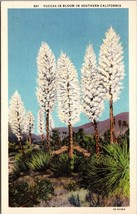 Yuccas in Bloom in Southern California Postcard PC60 - £3.90 GBP