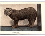 Silver Lion In Pen UNP UDB Postcard Z6 - £4.42 GBP
