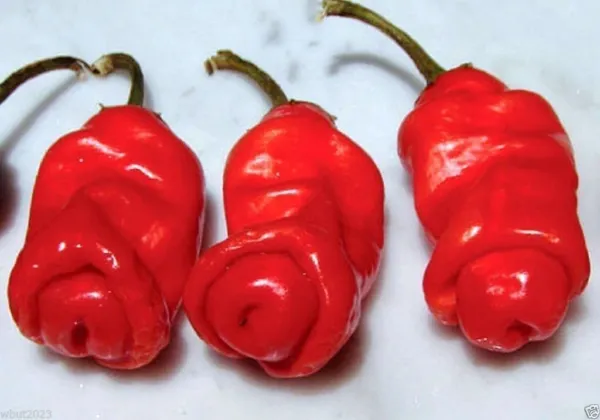 Peter Red Chili Also Known As The Peter Pepper Or Penis Pepper, Capsicum... - $20.96