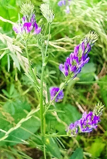 100 Cimarron Alfalfa Medicago Sativa Ground Cover Forage Purple Flower Seeds Fre - £7.19 GBP