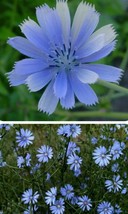 Tisseeds 20 Chicory Blue Beauty Flower Coffee Subst Seedsa Seller Fast Ship Us - £7.10 GBP