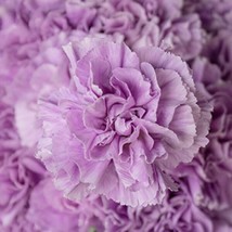 100 Lavender Carnation Seeds Dianthus Flowers Seed Flower - £12.94 GBP