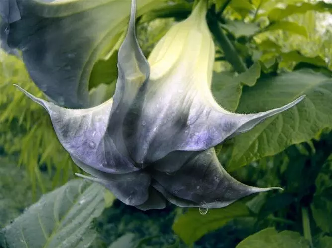 Fresh New 100 Black White Datura Seeds Moonflower Angel S Trumpet Seed Garden Fl - £7.11 GBP