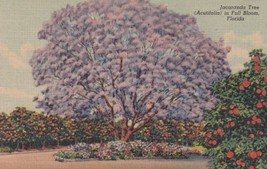 Jacaranda Tree (Acutifolia) in Full Bloom Florida FL Postcard E14 - £5.52 GBP