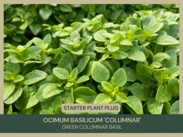 1 Ocimum basilicum &#39;Columnar&#39; Starter Plant Plug - £19.95 GBP