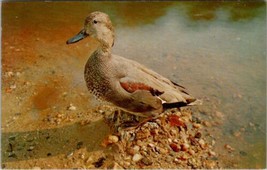 Pennsylvania Greetings from Ellenton Beautiful Duck on the Beach Postcard Z19 - £6.35 GBP