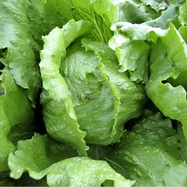 Fresh Iceberg Lettuce Seeds 600+ Crisphead Vegetable Non-Gmo Usa - £5.66 GBP
