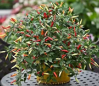 Pepper Ornamental Basket of Fire 100 seeds - £44.80 GBP