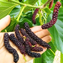 Pakistani Mulberry Tree Morus Macrora Rare Live Plant New Cuttings Fast ... - $18.99+
