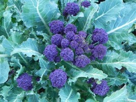 100 Seeds Purple Sprouting Broccoli Fast Bloom Heirloom Seeds Work Wonders - £6.44 GBP