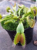 Dionaea muscipula Paradisia Venus flytrap - £3.72 GBP